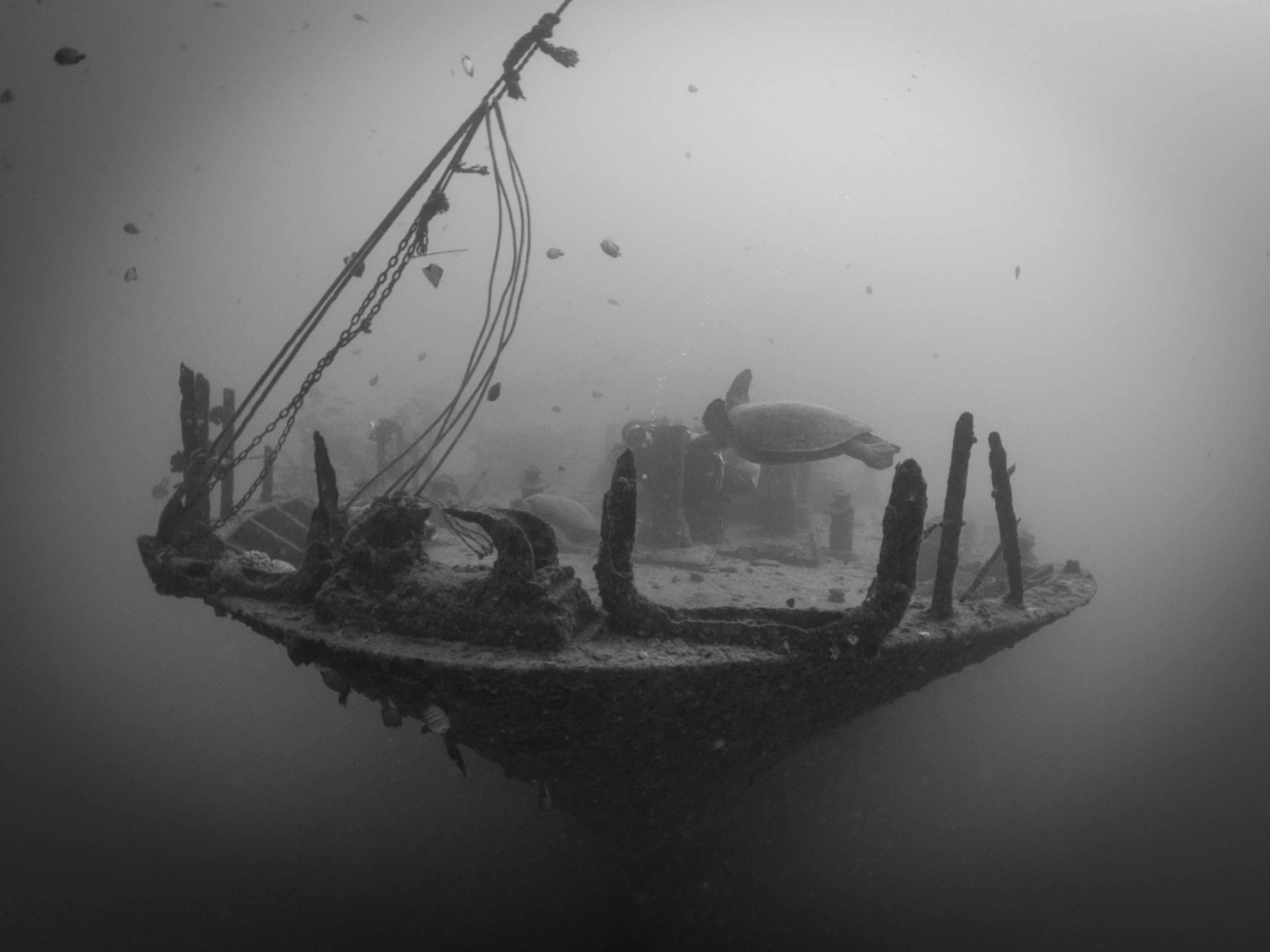Sea-Tiger-bow-underwater-wreck-scuba-dive-site-black-and-white-scaled
